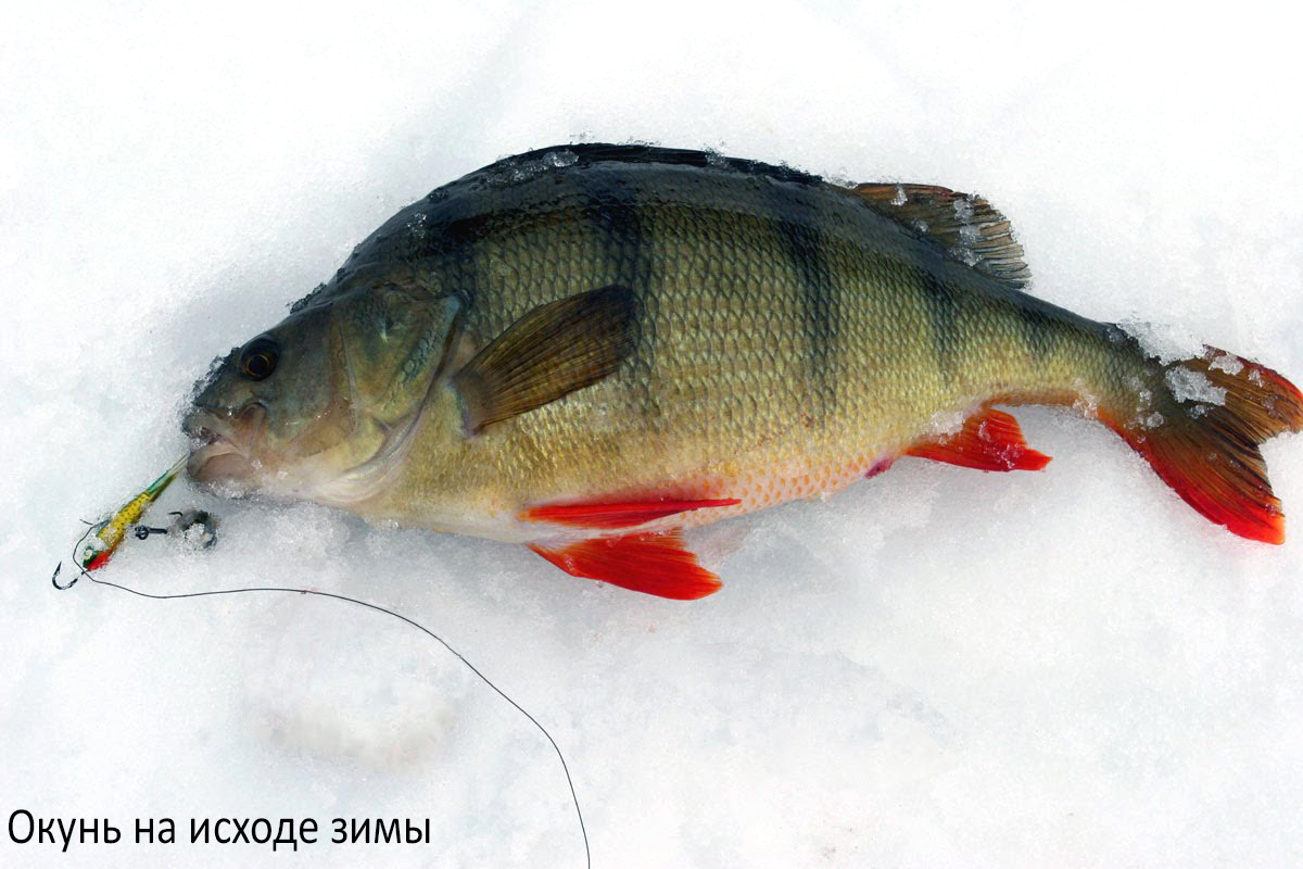 Какое давление хорошее для рыбалки зимой - Особенности выбора