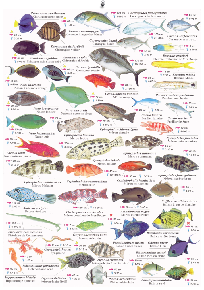 Какие виды рыб бывают
