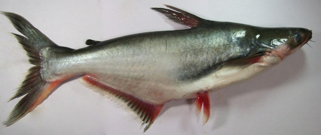 Чем питается рыба пангасиус